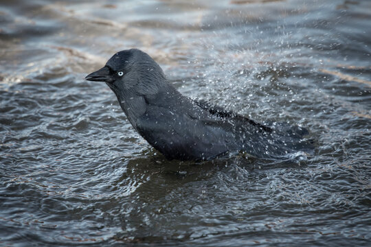 A close up of a jackdaw, Corvus monedula, as it bathes in the pool. Water is splashing from the birds tail. There are no people and space for text