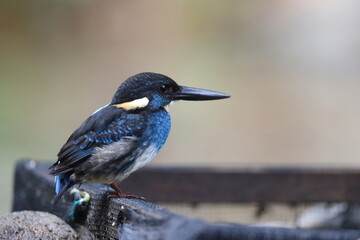  Javan blue-banded kingfisher (Alcedo euryzona), is a species of kingfisher in the subfamily...