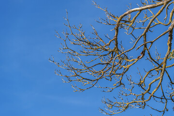 Bare branches covered with yellow moss in the sunlight against a blue sky - this is the concept of autumn, nature and change, showing the beauty and contrast of the season