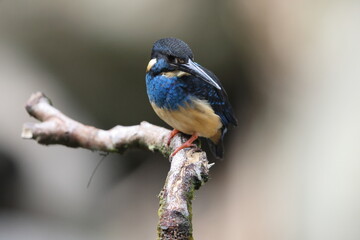 Javan blue-banded kingfisher (Alcedo euryzona), is a species of kingfisher in the subfamily Alcedininae. It is endemic to and found throughout Java.