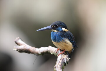  Javan blue-banded kingfisher (Alcedo euryzona), is a species of kingfisher in the subfamily...