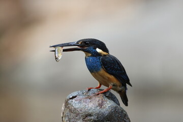 Fototapeta premium Javan blue-banded kingfisher (Alcedo euryzona), is a species of kingfisher in the subfamily Alcedininae. It is endemic to and found throughout Java.