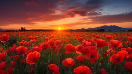 Fototapeta na wymiar Generative AI : Sunset over field with Red poppies in summer