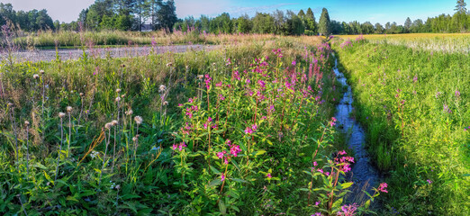 Panorama view on ditch overgrown by Himalayan balsam (Impatiens glandulifera). Invasive weeds which likes wet ground. Northern Sweden - obrazy, fototapety, plakaty