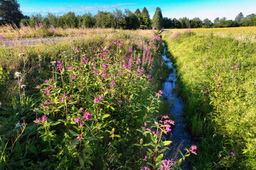 Ditch overgrown by Himalayan balsam (Impatiens glandulifera). Invasive weeds which likes wet ground. Northern Sweden - obrazy, fototapety, plakaty