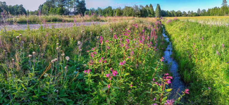 Panorama view on ditch overgrown by Himalayan balsam (Impatiens glandulifera). Invasive weeds which likes wet ground. Northern Sweden