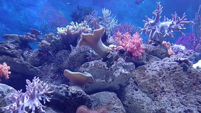 Saltwater tropical fishes finding food at coral reef in aquarium, Nha Trang city, Vietnam.