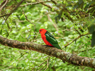  Lone King Parrot