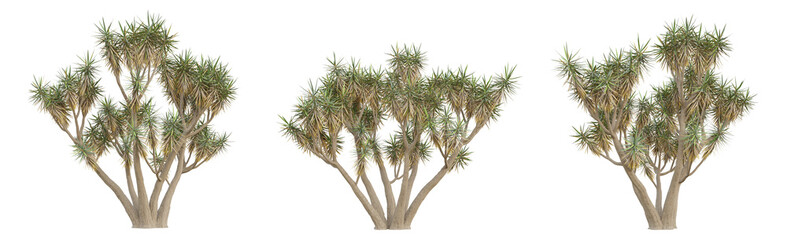 Evergreen tree of yucca gigantea on transparent background, png plant, 3d render illustration.
