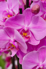 Naklejka na ściany i meble This close-up shot presents the beauty of pink blooming orchids, showcasing the exquisite details of this stunning tropical flower in vibrant colors and delicate petals.