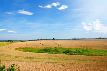 Fototapeta na wymiar Beautiful panoramic view of a lush, golden wheat field on a bright, sunny summer day in the picturesque countryside of Poland, under a clear, vibrant blue sky.