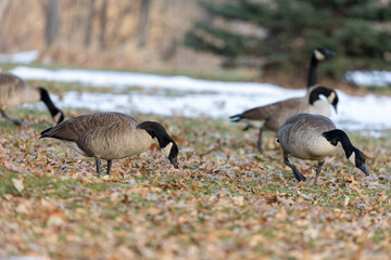 Boulder Colorado Wild Geese Winter 2023