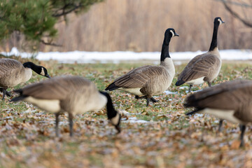 Flock of Wild Birds in Colorado