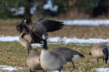 Aggressive Colorado Geese Fighting