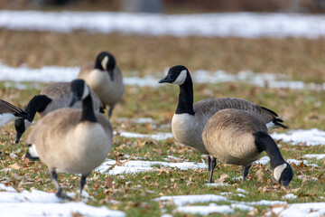 Canadian Geese Scavenging for Food in Open Colorado Meadow
