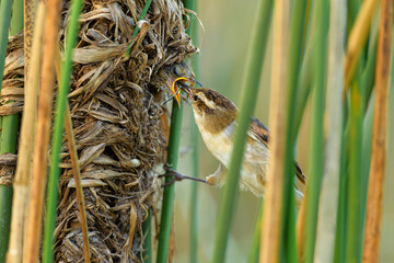 Junquero alimentando su cria en el nido,  Phleocryptes melanops - 686910046