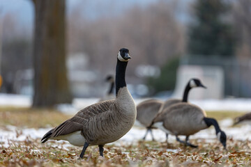 Portrait of Canada Goose in Boulder Colorado