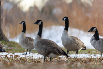 Flock of Canadian Geese in Boulder Colorado Snow Winter 2023 © Dylan