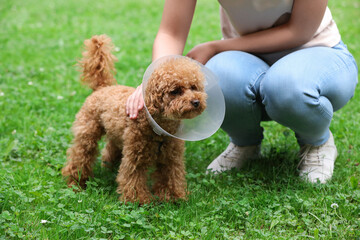 Woman with her cute Maltipoo dog in Elizabethan collar outdoors, closeup