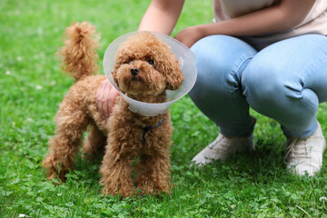 Woman with her cute Maltipoo dog in Elizabethan collar outdoors, closeup