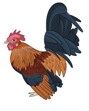 The 3d illustration of Serama chicken also called the ayam Serama or ayam kate