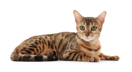 Fototapeta premium Cute Bengal cat on white background. Adorable pet