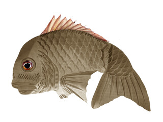 木製の鯛と実物の鯛の合成素材