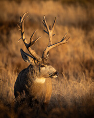 Non-typical Mule deer buck (odocoileus hemionus) standing in tall facing golden morning sunlight...
