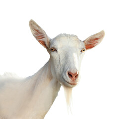 Obraz premium Cute goat isolated on white. Farm animal