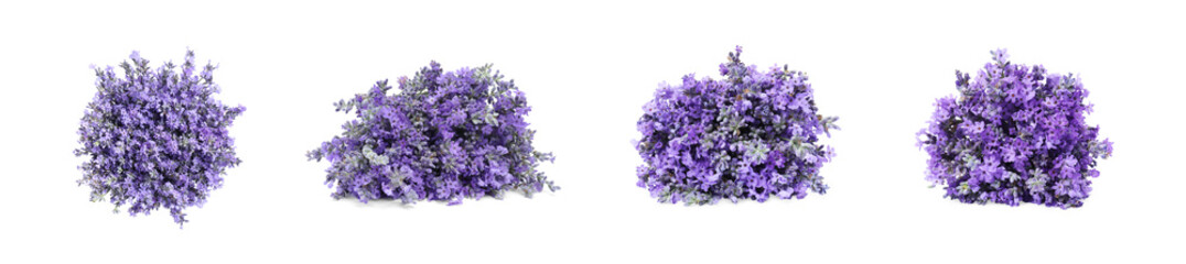 Bunches of beautiful lavender flowers isolated on white, set