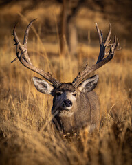 Non-typical Mule deer buck (odocoileus hemionus) walking head on in morning sunlight during fall...