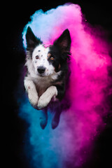 Border collie dog in Holi powder