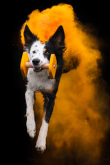 Border collie dog in Holi powder