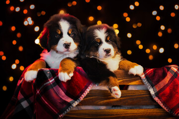 Bernese Mountain Dog Puppies at Christmas