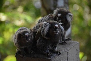 Tití en el Pan de Azúcar
