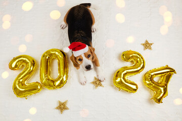 Happy New Year 2024 and Merry Christmas. A beagle dog in a Santa Claus hat in a house decorated...