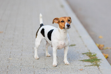 A cute Jack Russell Terrier dog walks along the sidewalk. Pet portrait with selective focus and copy space