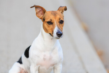 Cute dog of the Jack Russell Terrier breed close-up. Pet portrait with selective focus and copy space