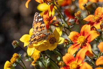 カラフルな花の蜜を懸命に吸うヒメアカタテハ