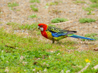 Eastern Rosella Side Feeding