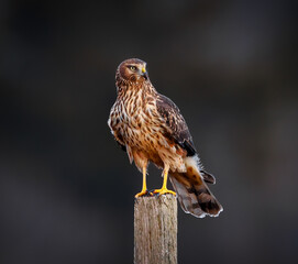 Northern harrier perched and on the hunt - obrazy, fototapety, plakaty
