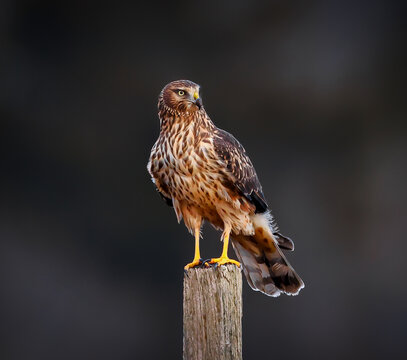 Northern harrier perched and on the hunt