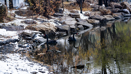 Black swan scenery by the lake after snow