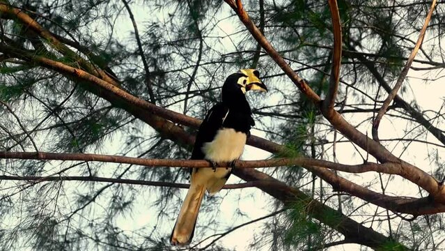 Hornbills live freely in evergreen forests with lush green leaves