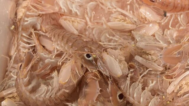 Cicale di mare vive in pescheria