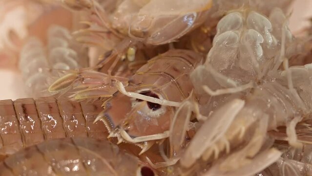 Cicale di mare vive in pescheria