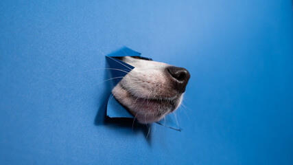 Jack Russell Terrier dog nose sticking out of torn paper blue background. 