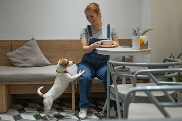 Jack Russell Terrier begging at the owner's dog friendly cafe.