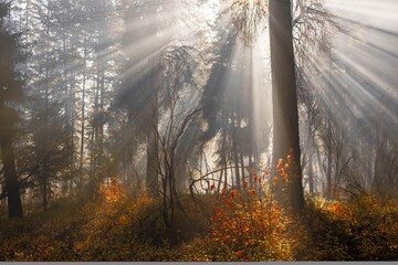 Sun beams in forest. Colorful autumn forest near Seattle.  Washington. USA