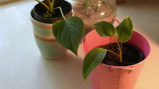 Spraying water on two indoor Homalomena Emerald Gem -araceae family, homalomena species- plants in pots